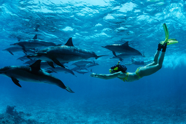 Mnemba Schnorcheln und Schwimmen mit Delfinen