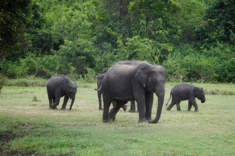 From Sigiriya/Habarana: Hurulu Eco Park Wild Elephant Safari From Sigiriya/Habarana: Minneriya /Kaudulla Elephant Safari