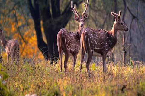 Ranthambore Tiger Safari Tour 2 nuits 3 jours