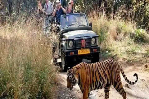 Delhi: viagem de 3 dias ao Parque Nacional de Ranthambore com Tiger Safari
