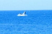 Full Day Sal Island Tour in Santa Maria - Housity