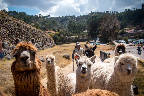 Visita a la ciudad de CuscoCuzco: Visita a la ciudad