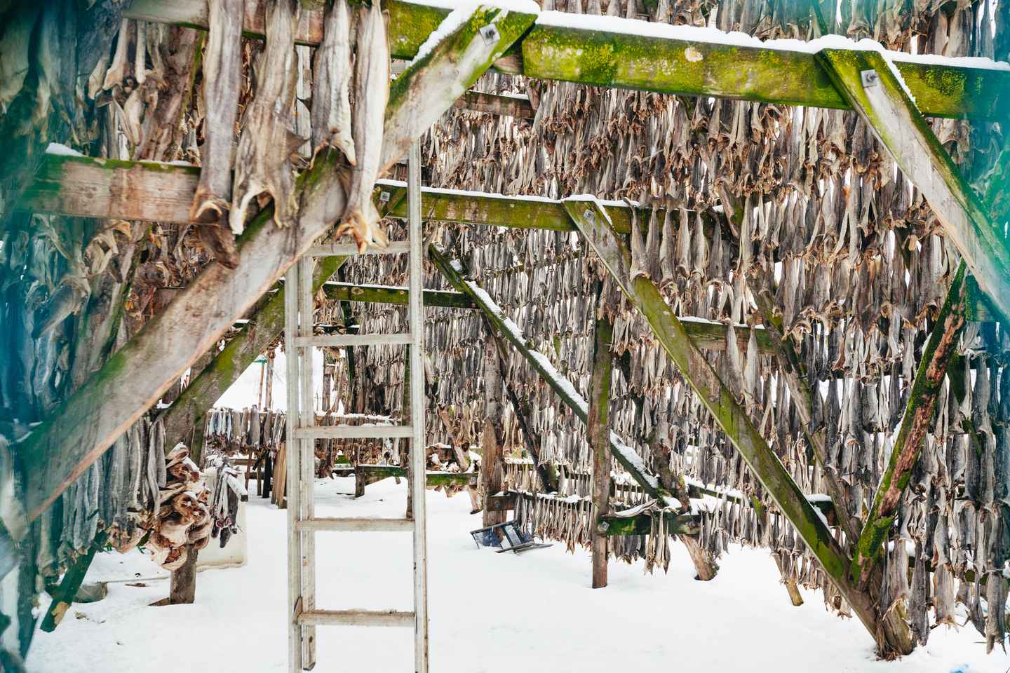 特罗姆瑟：电动双体船极地峡湾游