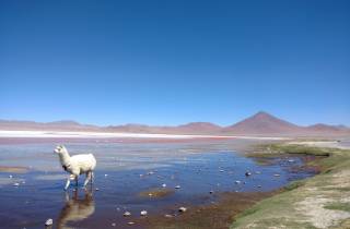 Ab Uyuni: 2 Tage Uyuni-Salzebenen und rote Lagune.