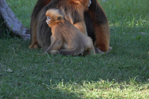 Shanghai Wild Animal Park: Safari Adventure Entry Pass Shanghai Wild Animal Park Full-Day Ticket