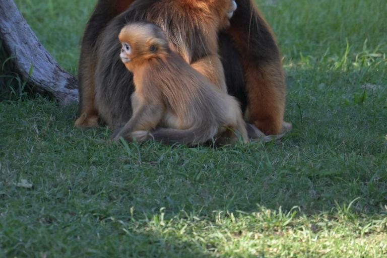 Shanghai Wild Animal Park: Safari Adventure Entry Pass Shanghai Wild Animal Park Full-Day Ticket