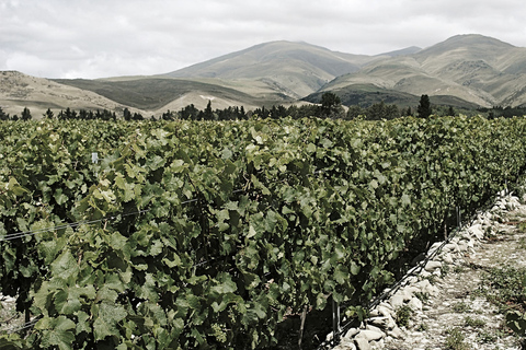 Queenstown : Dégustation de vins de Valli