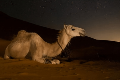 Doha: Night desert safari sea line, inland sea & camel ride Standard Option