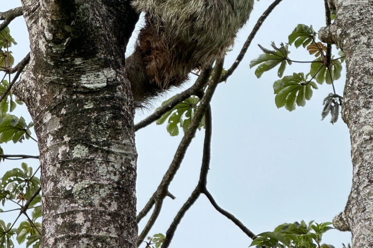 Waterfalls, Hanging Bridge, and Sloths in Fortuna de Bagaces, Guanacaste. Explore Miravalles: Waterfalls, Suspension Bridge, and Sloths