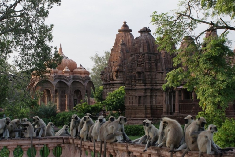 Private Sightseeing Jodhpur Blue City Tour | All Inclusive