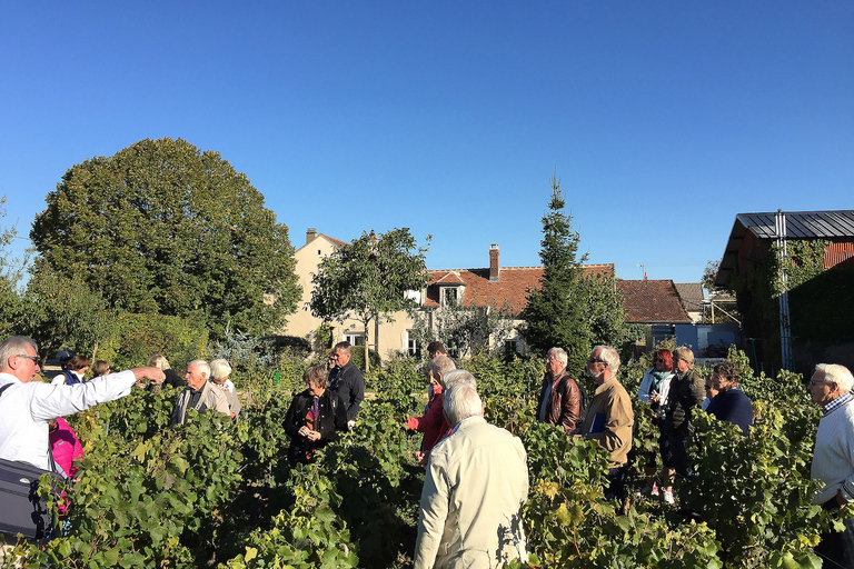 Chablis Clotilde Davenne visit and tasting in english Visite et dégustation Chablis en anglais