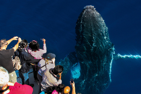 Gold Coast: Premium Whale Watching Cruise with Naturalist