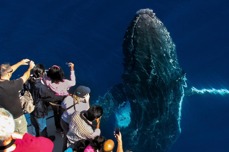 Gold Coast: Premium Whale Watching Cruise with Naturalist