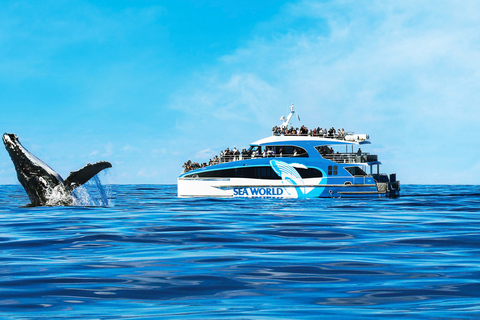 Gold Coast: Premium Whale Watching Cruise with Naturalist