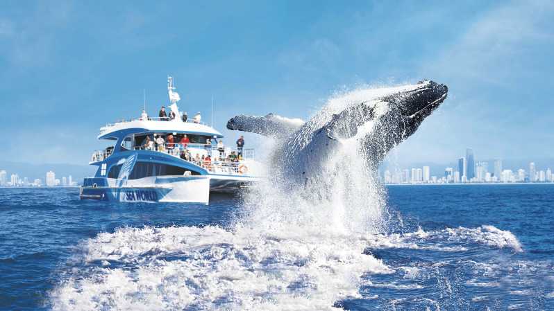 Gold Coast: Premium Whale Watching Cruise with Naturalist