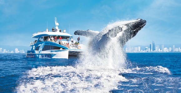 Gold Coast: Premium Whale Watching Cruise