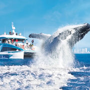 Gold Coast: Premium Whale Watching Cruise