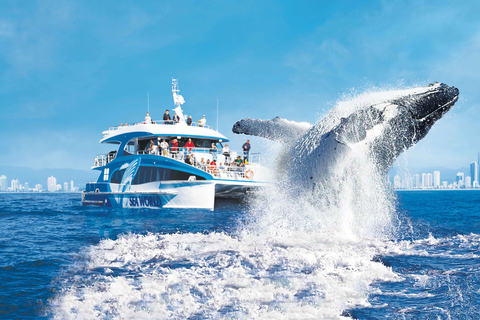 Gold Coast: Premium Whale Watching Cruise with Naturalist