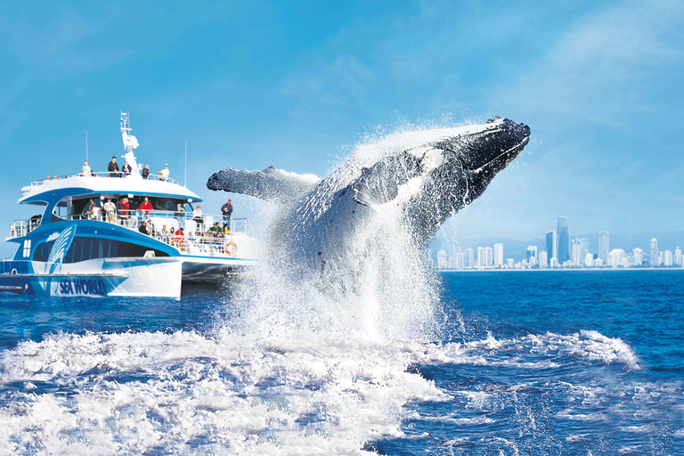 Gold Coast: Premium Whale Watching Cruise with Naturalist