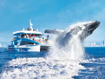 Gold Coast: Premium Whale Watching Cruise