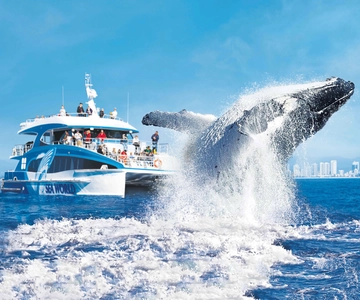 Gold Coast: Premium Whale Watching Cruise