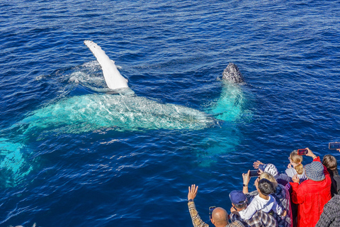 Gold Coast: Premium Whale Watching Cruise with Naturalist