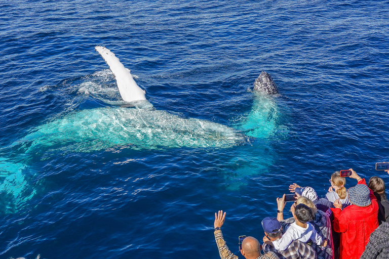 Gold Coast: Premium Whale Watching Cruise with Naturalist