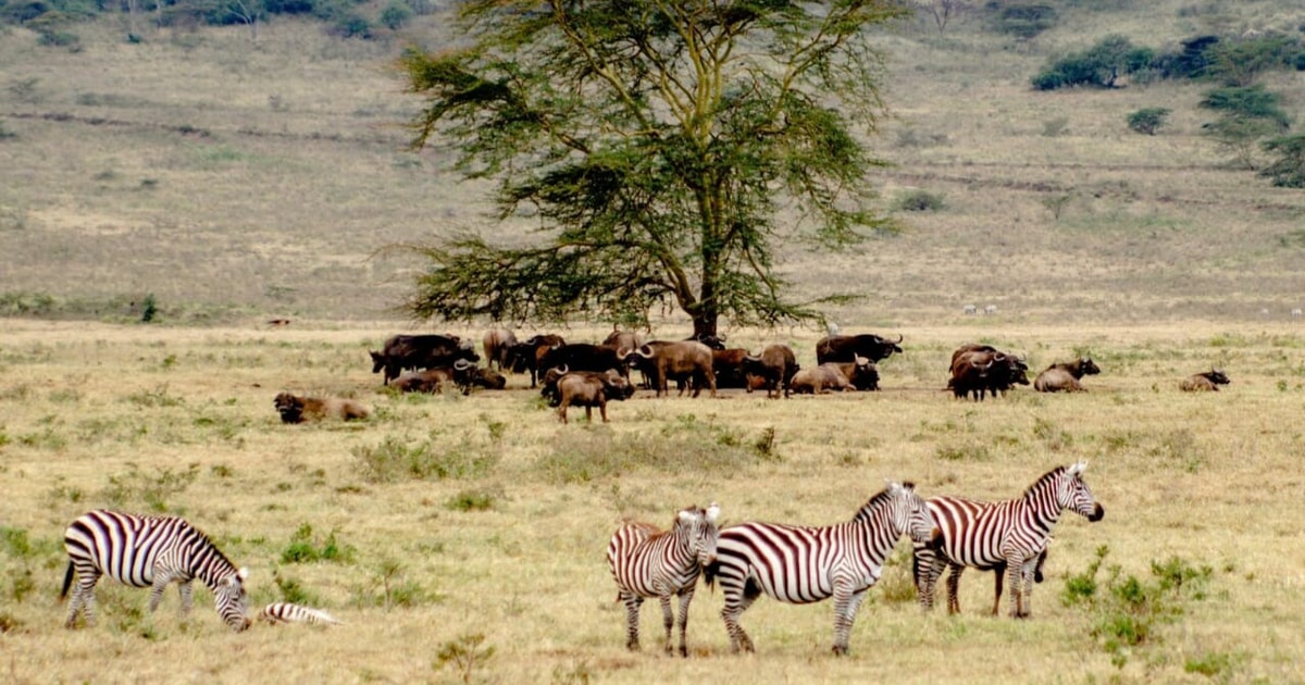 6 Giorni, Safari Al Masai Mara, Al Lago Nakuru E All'Amboseli ...