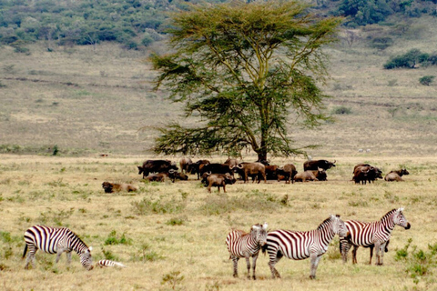 6 giorni di safari a Masai Mara, Lago Nakuru e AmboseliSafari di gruppo di 6 giorni a Masai Mara, Lago Nakuru e Amboseli