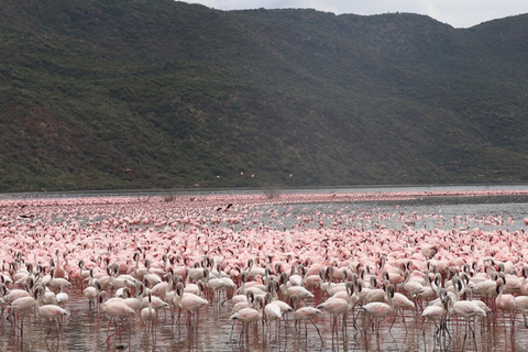 6 dagar, Safari till Masai Mara, Lake Nakuru och Amboseli6 dagar, gruppsafari till Masai Mara, Lake Nakuru och Amboseli