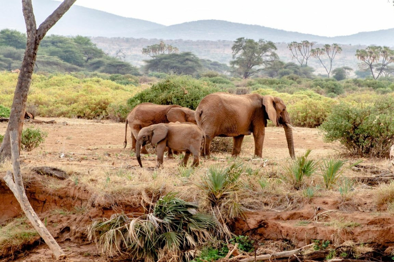 6 dias, Safári para Masai Mara, Lago Nakuru e Amboseli6 dias, Safári em grupo para Masai Mara, Lago Nakuru e Amboseli