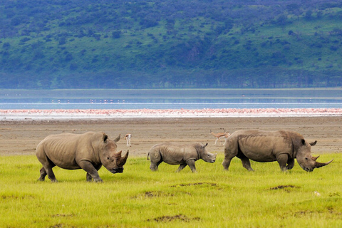 6 dagar, Safari till Masai Mara, Lake Nakuru och Amboseli6 dagar, gruppsafari till Masai Mara, Lake Nakuru och Amboseli