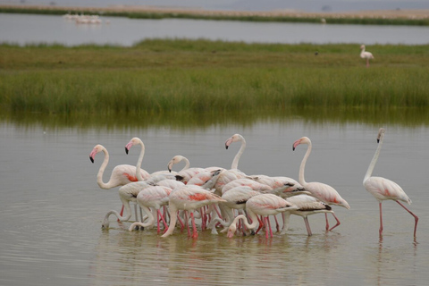 6 dagar, Safari till Masai Mara, Lake Nakuru och Amboseli6 dagar, gruppsafari till Masai Mara, Lake Nakuru och Amboseli