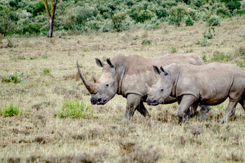 6 dagar, Safari till Masai Mara, Lake Nakuru och Amboseli6 dagar, gruppsafari till Masai Mara, Lake Nakuru och Amboseli