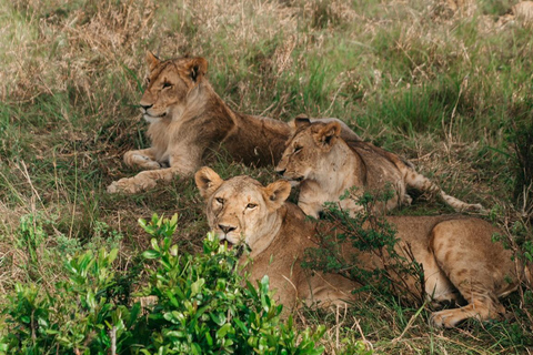 6 dagar, Safari till Masai Mara, Lake Nakuru och Amboseli6 dagar, gruppsafari till Masai Mara, Lake Nakuru och Amboseli