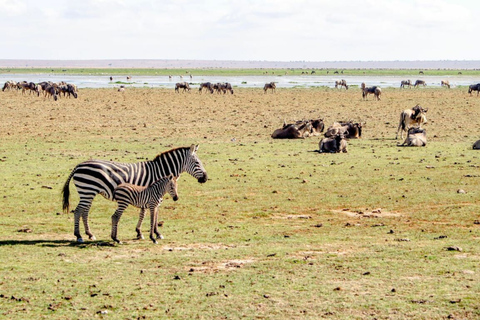 6 dias, Safári para Masai Mara, Lago Nakuru e Amboseli6 dias, Safári em grupo para Masai Mara, Lago Nakuru e Amboseli