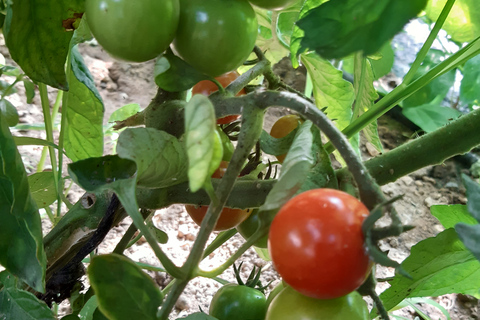 Saloniki: Prywatna grecka lekcja gotowania i posiłek na farmieSaloniki: Lekcje gotowania z lunchem i kolacją w naszym gospodarstwie