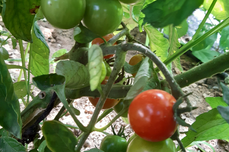 Thessaloniki: privé Griekse kookles en maaltijd op een boerderijThessaloniki: Kooklessen met lunch, diner op onze boerderij