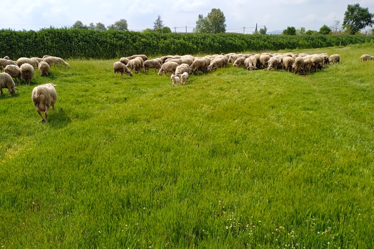 Saloniki: Prywatna grecka lekcja gotowania i posiłek na farmieSaloniki: Lekcje gotowania z lunchem i kolacją w naszym gospodarstwie