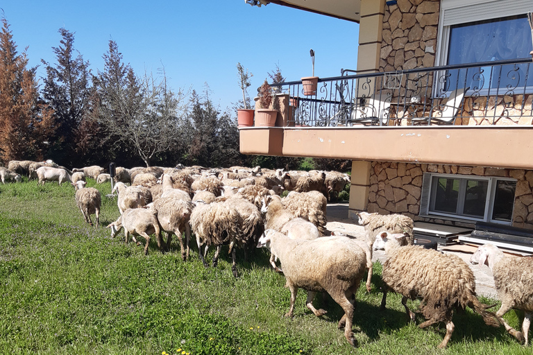 Thessalonique : Cours privé de cuisine grecque et repas dans une fermeThessalonique : Cours de cuisine avec déjeuner, dîner dans notre ferme