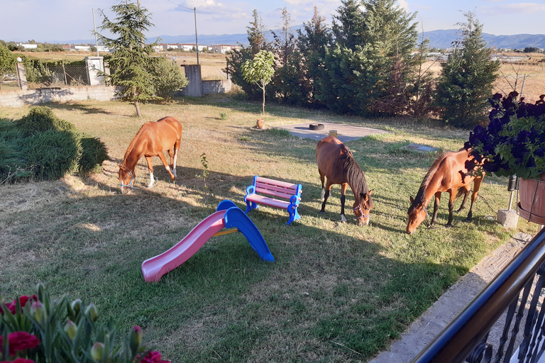 Thessalonique : Cours privé de cuisine grecque et repas dans une fermeThessalonique : Cours de cuisine avec déjeuner, dîner dans notre ferme