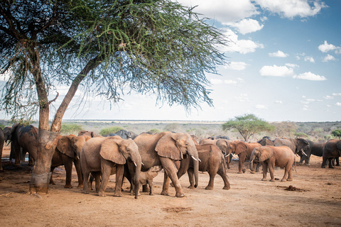 Orphelinat pour éléphants, centre pour girafes avec prise en charge/dépose gratuite.L'orphelinat des éléphants et le centre des girafes avec prise en charge gratuite des enfants et des adolescents.