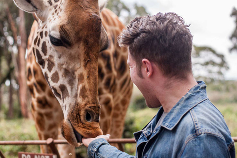 Olifantenweeshuis, giraffencentrum met gratis ophalen/afzettenOlifantenweeshuis en giraffencentrum met gratis ophaal- en