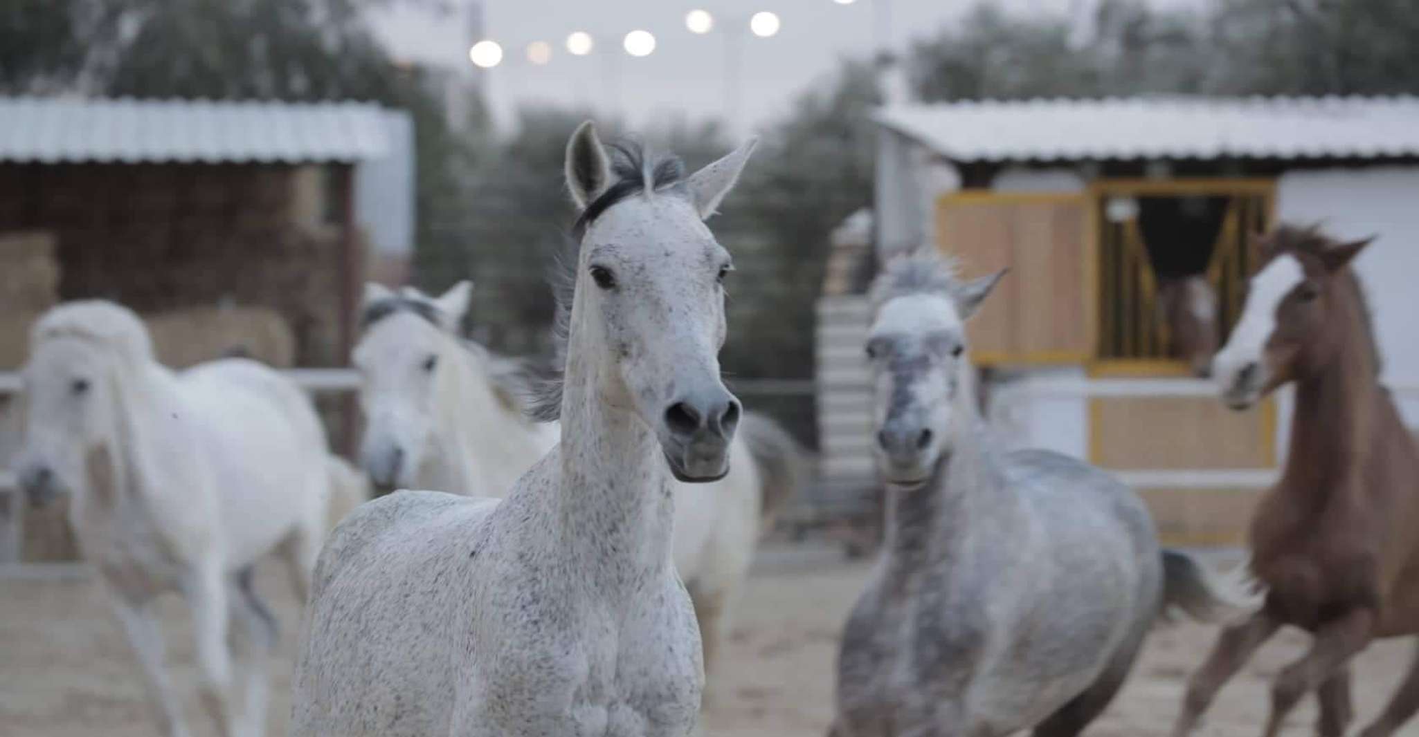 Sousse/Monastir, Escursione privata a cavallo con trasferimento - Hizvo