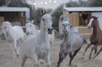 Sousse/Monastir, Escursione privata a cavallo con trasferimento - Hizvo