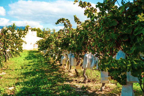 Benidorm: Private City Highlights Tour with Wine Tasting