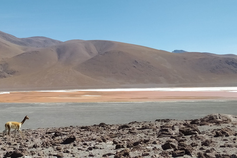 La Paz: 4-Day Uyuni & colored lagoons with flight.