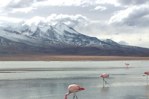 La Paz: 4 días Uyuni y lagunas de colores con vuelo.