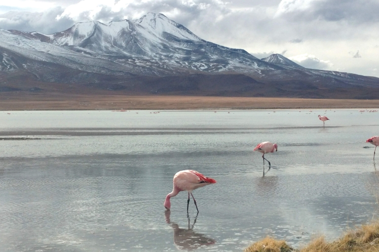 La Paz: 4-Day Uyuni & colored lagoons with flight.