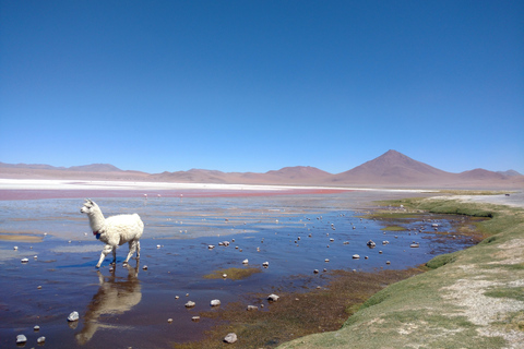 La Paz : 4 jours à Uyuni et lagunes colorées avec vol.